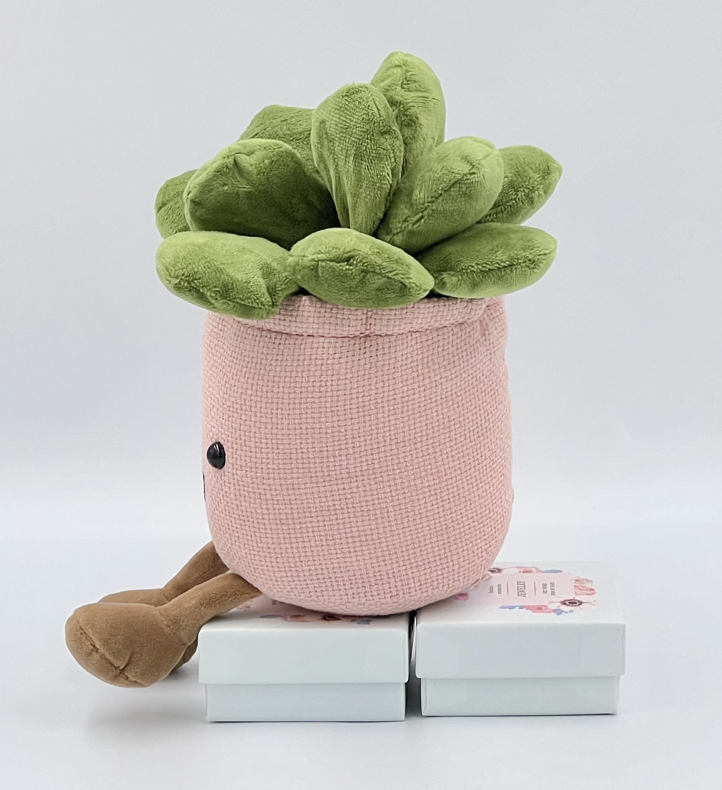Succulent Plants