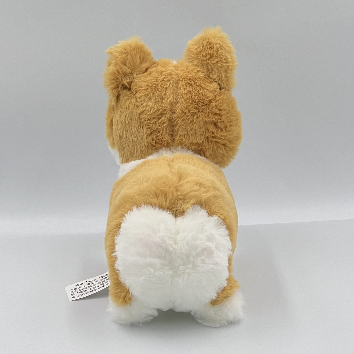 Corgi Dog