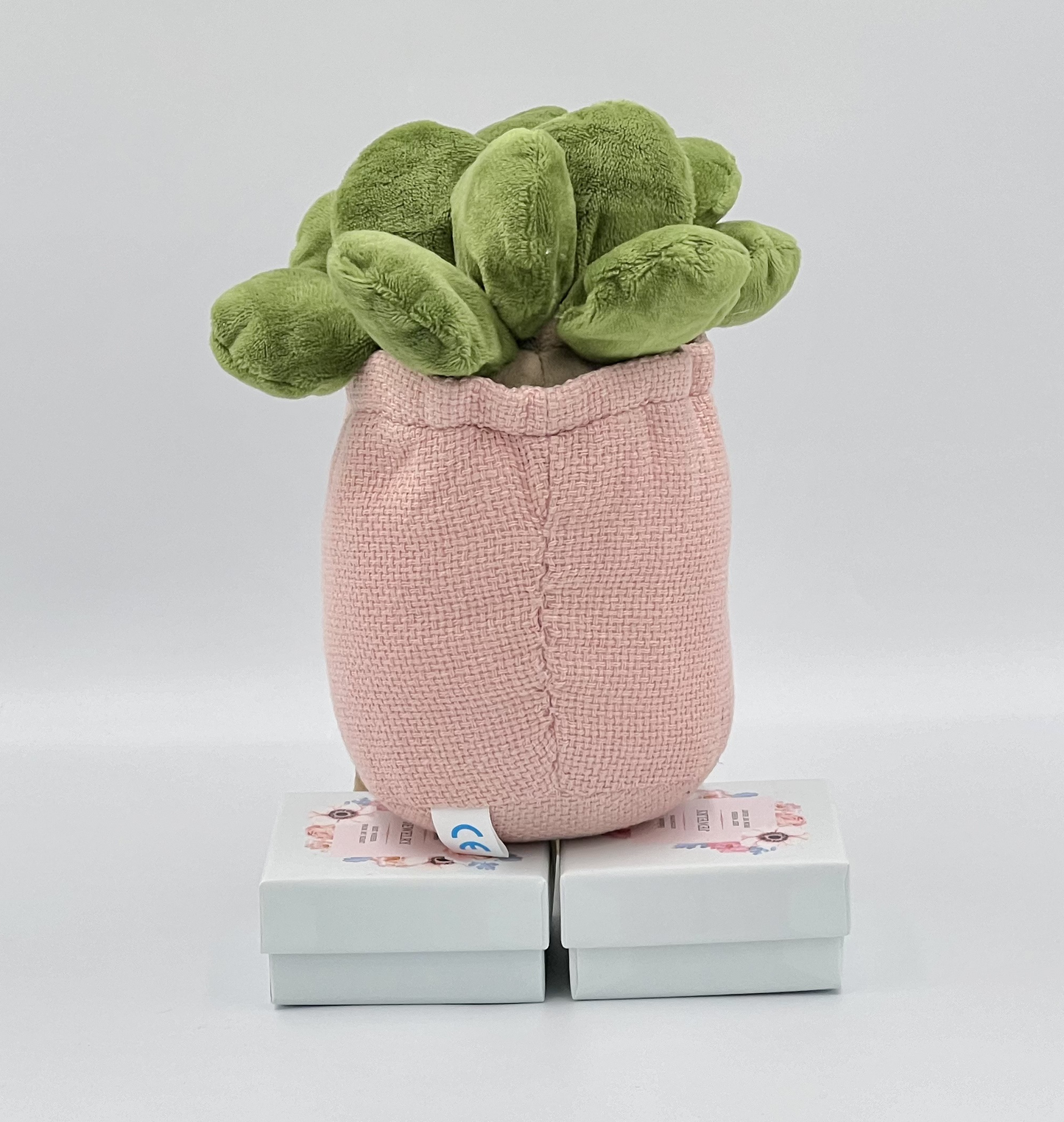 Succulent Plants