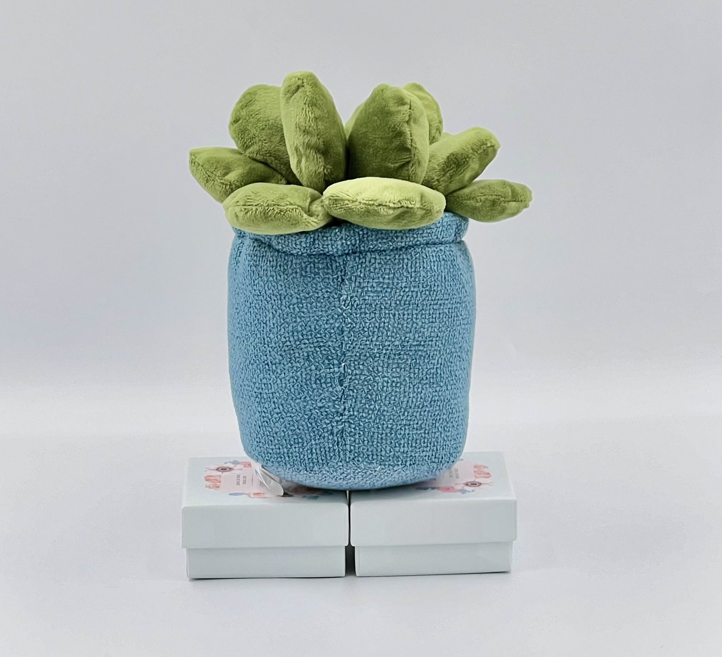 Succulent Plants