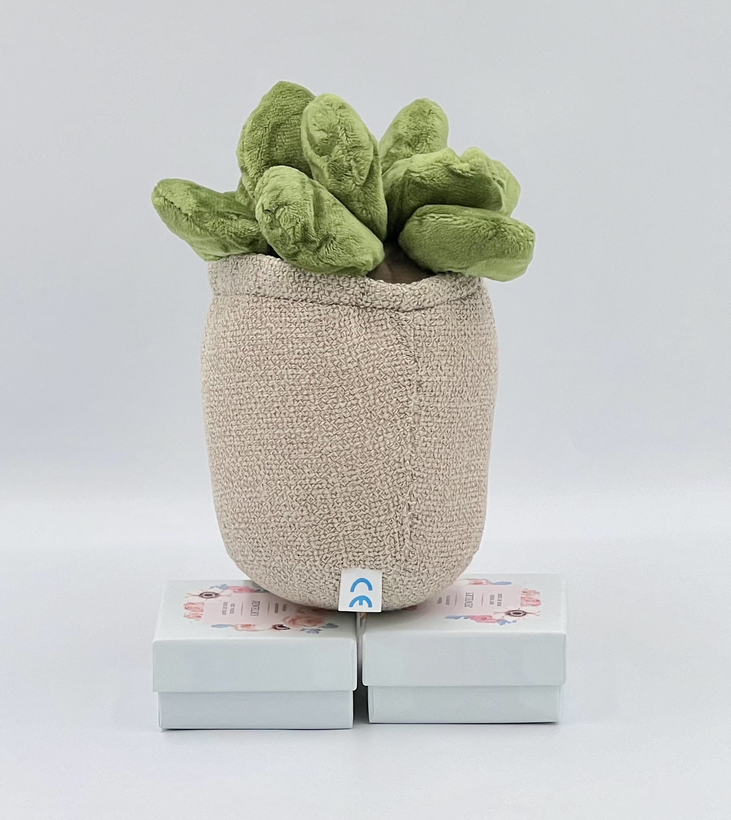 Succulent Plants