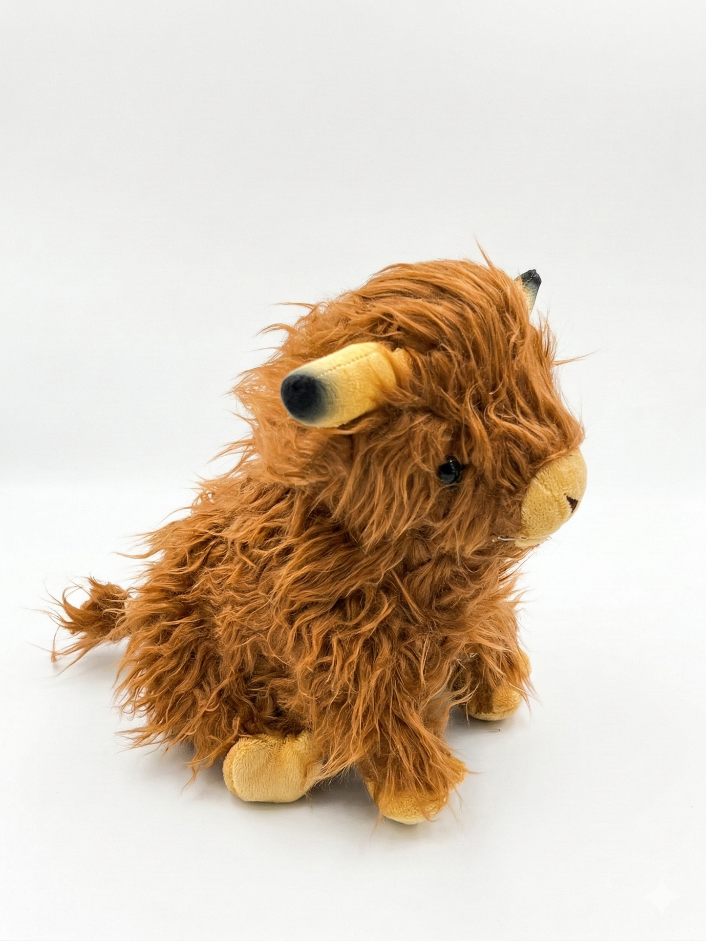 Highland Cow